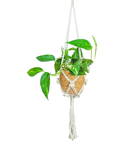 Amazon｜【おしゃれな壁掛け観葉植物】ビカクシダ ウィリンキー 板付